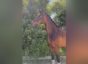 Niemiecki koń sportowy, Klacz, 3 lat, 168 cm, Skarogniada