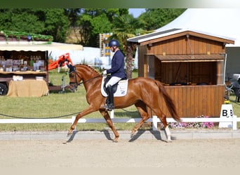 Niemiecki koń sportowy, Klacz, 3 lat, 169 cm, Kasztanowata