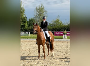 Niemiecki koń sportowy, Klacz, 3 lat, 169 cm, Kasztanowata