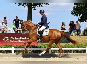 Niemiecki koń sportowy, Klacz, 3 lat, 169 cm, Kasztanowata