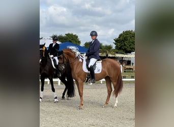 Niemiecki koń sportowy, Klacz, 3 lat, 169 cm, Kasztanowata