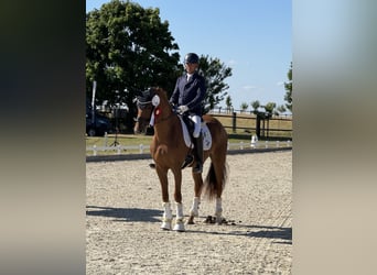 Niemiecki koń sportowy, Klacz, 3 lat, 169 cm, Kasztanowata