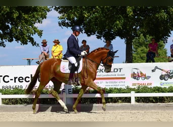 Niemiecki koń sportowy, Klacz, 3 lat, 169 cm, Kasztanowata