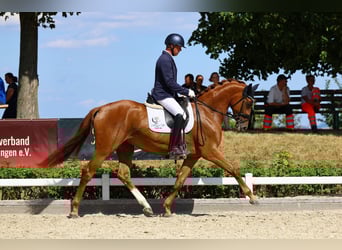 Niemiecki koń sportowy, Klacz, 3 lat, 169 cm, Kasztanowata