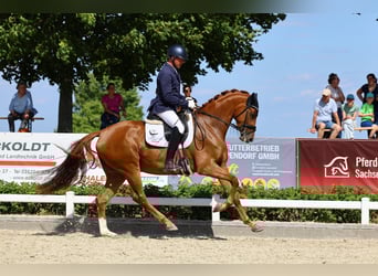 Niemiecki koń sportowy, Klacz, 3 lat, 169 cm, Kasztanowata
