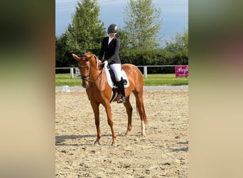 Niemiecki koń sportowy, Klacz, 3 lat, 169 cm, Kasztanowata