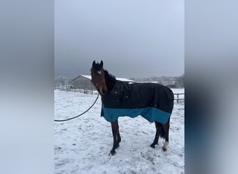 Niemiecki koń sportowy, Klacz, 3 lat, 170 cm, Gniada