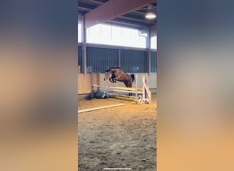 Niemiecki koń sportowy, Klacz, 3 lat, 170 cm, Gniada