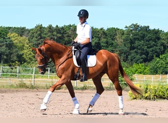 Niemiecki koń sportowy, Klacz, 3 lat, 170 cm, Kasztanowata