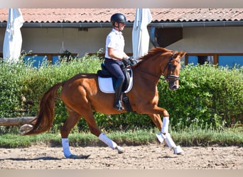 Niemiecki koń sportowy, Klacz, 3 lat, 170 cm, Kasztanowata