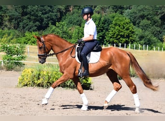 Niemiecki koń sportowy, Klacz, 3 lat, 170 cm, Kasztanowata