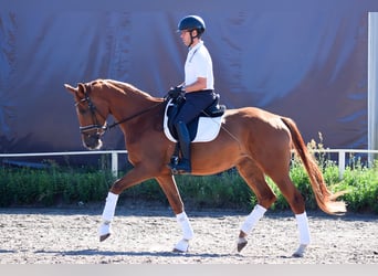 Niemiecki koń sportowy, Klacz, 3 lat, 170 cm, Kasztanowata