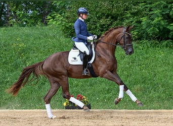Niemiecki koń sportowy, Klacz, 3 lat, 171 cm, Ciemnokasztanowata