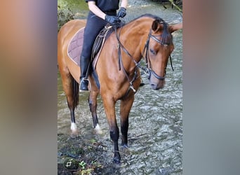 Niemiecki koń sportowy, Klacz, 3 lat, 172 cm, Gniada