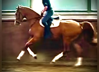 Niemiecki koń sportowy, Klacz, 3 lat, 172 cm, Kasztanowata