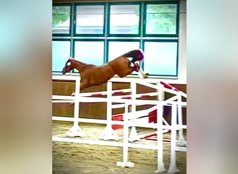 Niemiecki koń sportowy, Klacz, 3 lat, 172 cm, Kasztanowata