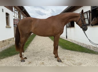 Niemiecki koń sportowy, Klacz, 3 lat, 172 cm, Kasztanowata