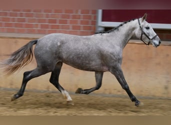 Niemiecki koń sportowy, Klacz, 4 lat, 150 cm, Siwa
