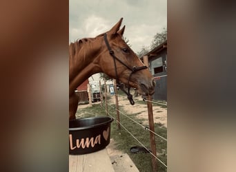 Niemiecki koń sportowy Mix, Klacz, 4 lat, 155 cm, Kasztanowata