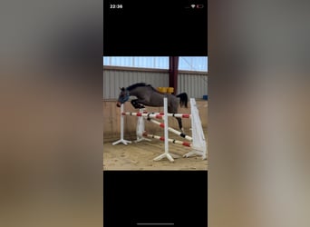 Niemiecki koń sportowy, Klacz, 4 lat, 158 cm, Gniada