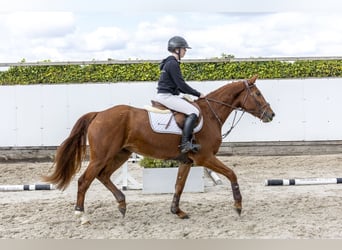 Niemiecki koń sportowy, Klacz, 4 lat, 159 cm, Kasztanowata