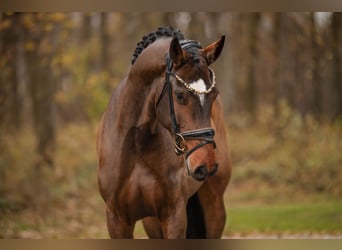 Niemiecki koń sportowy, Klacz, 4 lat, 160 cm, Ciemnogniada