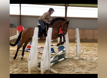 Niemiecki koń sportowy, Klacz, 4 lat, 160 cm, Gniada