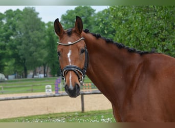 Niemiecki koń sportowy, Klacz, 4 lat, 160 cm, Gniada