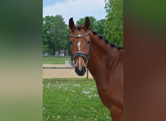 Niemiecki koń sportowy, Klacz, 4 lat, 160 cm, Gniada