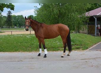 Niemiecki koń sportowy, Klacz, 4 lat, 160 cm, Gniada
