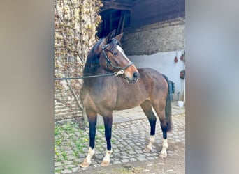 Niemiecki koń sportowy, Klacz, 4 lat, 160 cm, Gniada