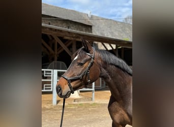 Niemiecki koń sportowy, Klacz, 4 lat, 160 cm, Gniada