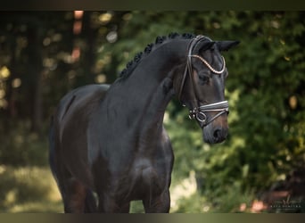 Niemiecki koń sportowy, Klacz, 4 lat, 162 cm, Ciemnogniada