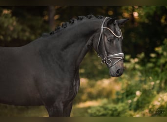 Niemiecki koń sportowy, Klacz, 4 lat, 162 cm, Ciemnogniada