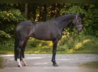 Niemiecki koń sportowy, Klacz, 4 lat, 162 cm, Ciemnogniada