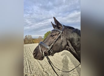 Niemiecki koń sportowy, Klacz, 4 lat, 162 cm, Kara