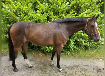 Niemiecki koń sportowy, Klacz, 4 lat, 163 cm, Ciemnogniada