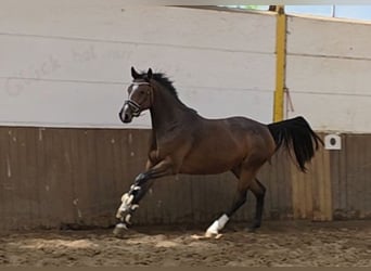 Niemiecki koń sportowy, Klacz, 4 lat, 163 cm, Ciemnogniada