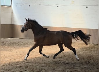 Niemiecki koń sportowy, Klacz, 4 lat, 163 cm, Ciemnogniada