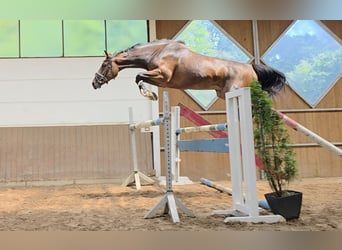 Niemiecki koń sportowy, Klacz, 4 lat, 163 cm, Ciemnogniada