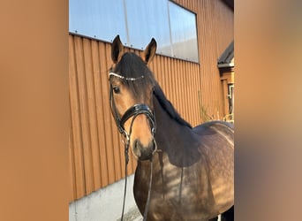 Niemiecki koń sportowy, Klacz, 4 lat, 163 cm, Ciemnogniada