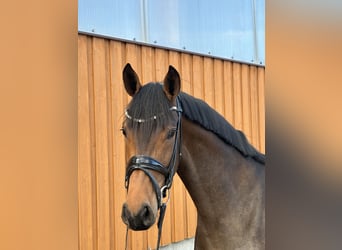 Niemiecki koń sportowy, Klacz, 4 lat, 163 cm, Ciemnogniada