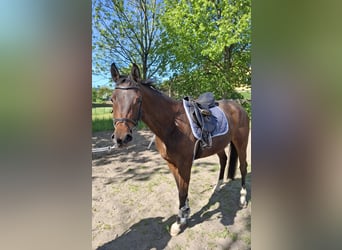 Niemiecki koń sportowy, Klacz, 4 lat, 163 cm, Gniada