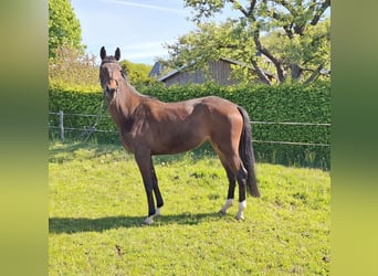 Niemiecki koń sportowy, Klacz, 4 lat, 163 cm, Gniada