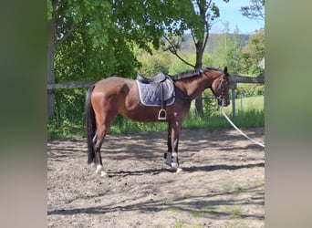 Niemiecki koń sportowy, Klacz, 4 lat, 163 cm, Gniada
