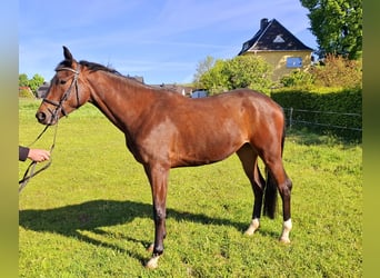 Niemiecki koń sportowy, Klacz, 4 lat, 163 cm, Gniada
