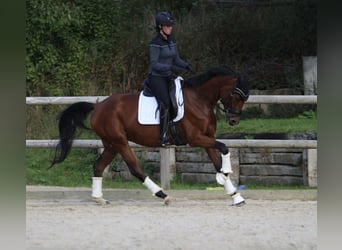 Niemiecki koń sportowy, Klacz, 4 lat, 163 cm, Gniada