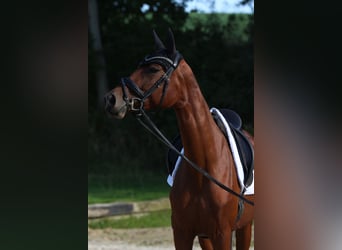 Niemiecki koń sportowy, Klacz, 4 lat, 163 cm, Gniada