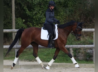 Niemiecki koń sportowy, Klacz, 4 lat, 163 cm, Gniada