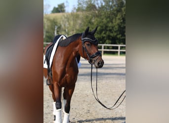 Niemiecki koń sportowy, Klacz, 4 lat, 163 cm, Gniada